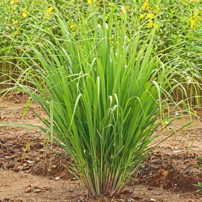 Moringa lemon grass