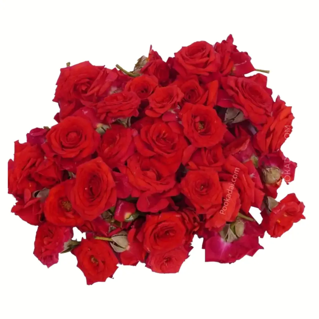 BUTTON ROSE