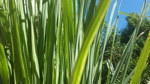 Jayan Lemon Grass
