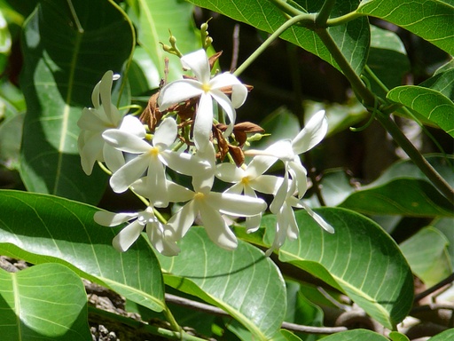 வெப்பாலை (Wrightia tinctoria)oil and soap