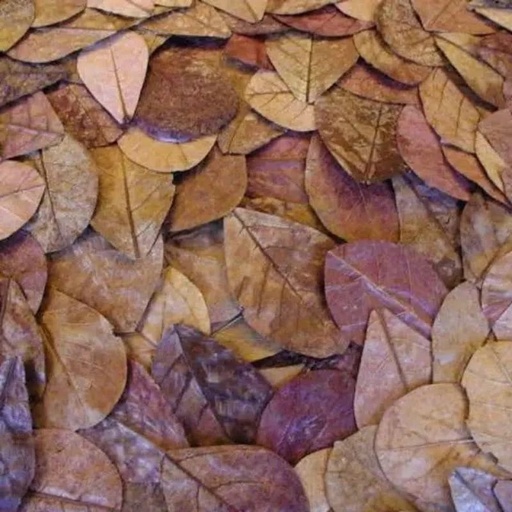 Badam nuts Leaf