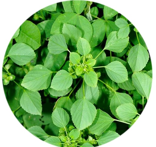 Kuppaimeni Soap